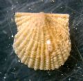 Cyclopecten brundisiensis